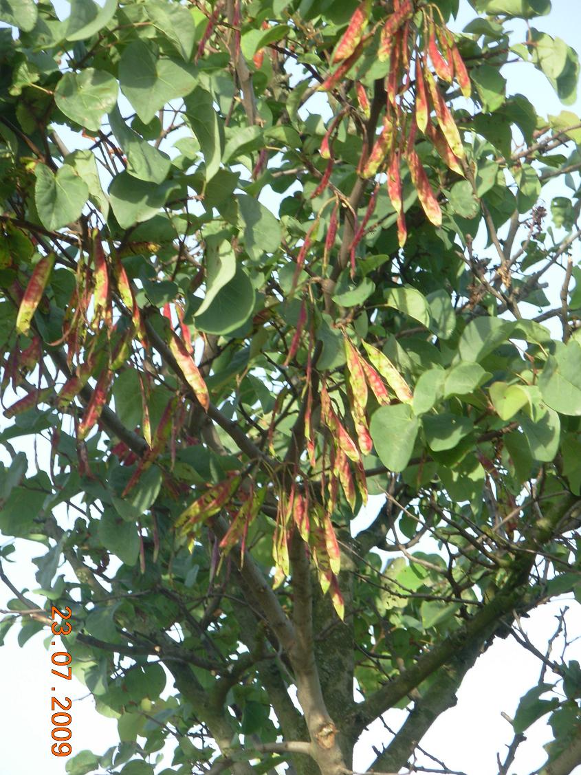 Cercis siliquastrum